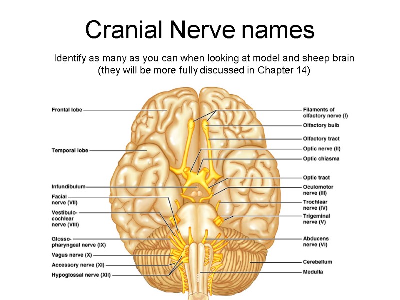 Cranial Nerve names Identify as many as you can when looking at model and